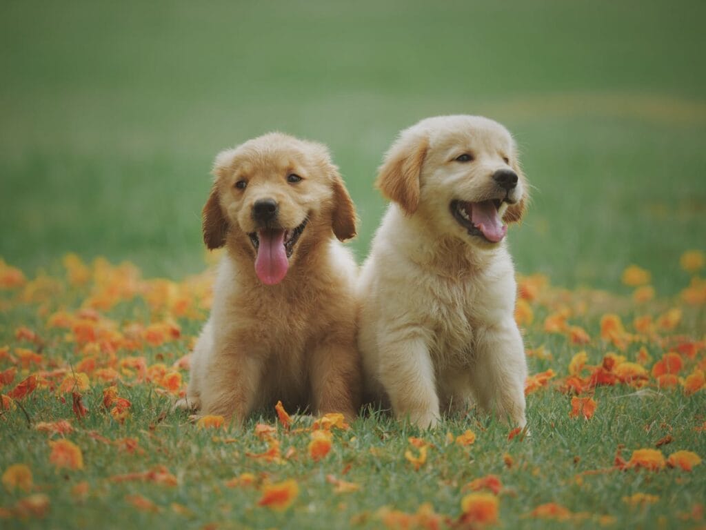 cute dogs, pet sitting
